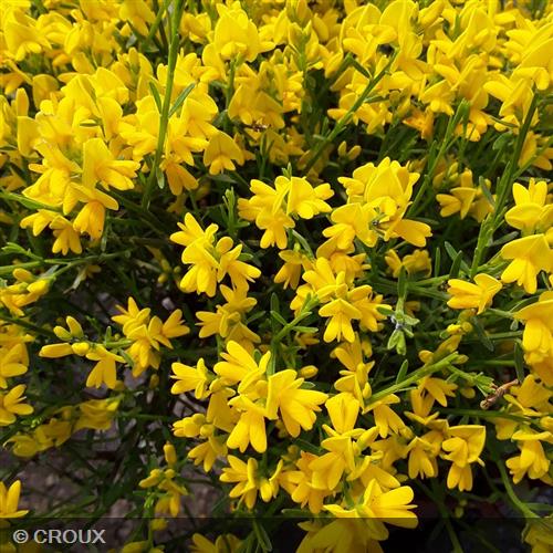 GENISTA lydia