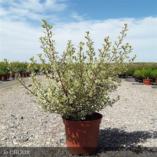 RHAMNUS alaternus 'Argenteovariegata'
