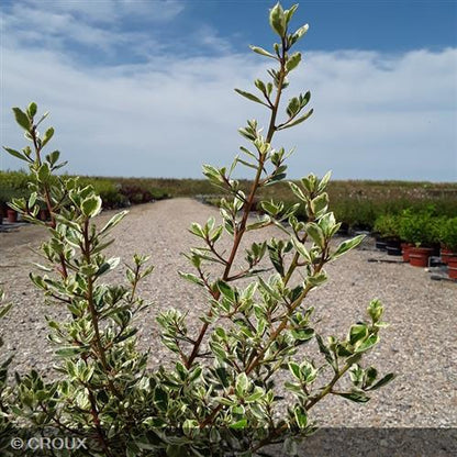 RHAMNUS alaternus 'Argenteovariegata'