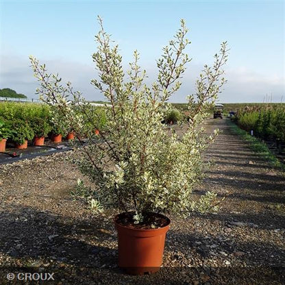 RHAMNUS alaternus 'Argenteovariegata'