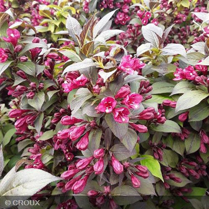 WEIGELA x florida 'Minor Black'