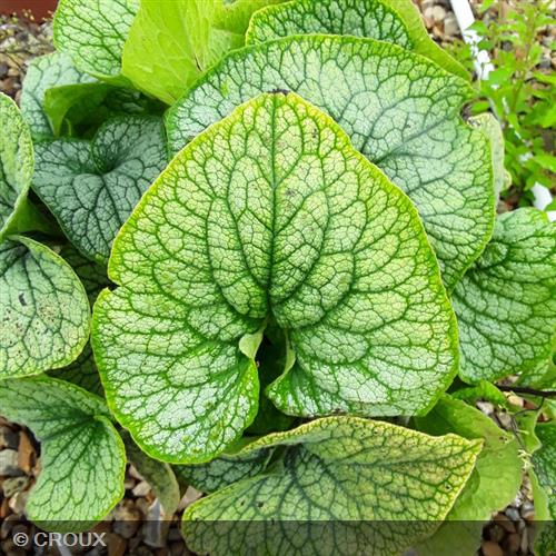 BRUNNERA macrophylla 'Jack Frost®'