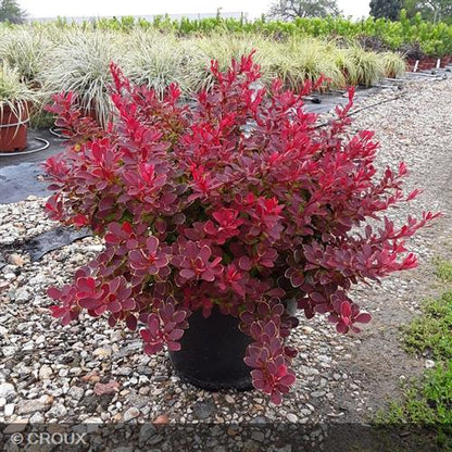 BERBERIS thunbergii 'Ruby Star®'