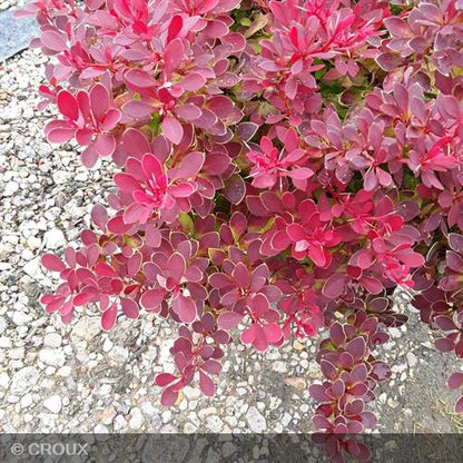 BERBERIS thunbergii 'Ruby Star®'