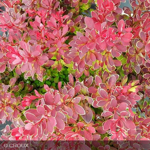 BERBERIS thunbergii 'Ruby Star®'