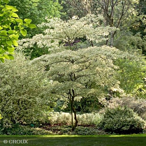 CORNUS controversa 'Variegata'