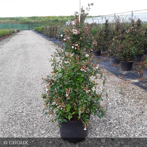 ABELIA x grandiflora