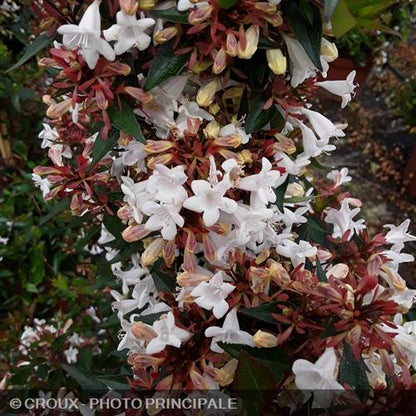 ABELIA x grandiflora