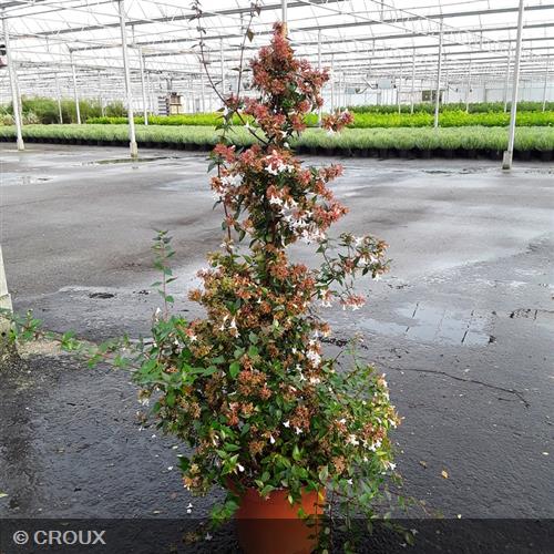 ABELIA x grandiflora 'Semperflorens'