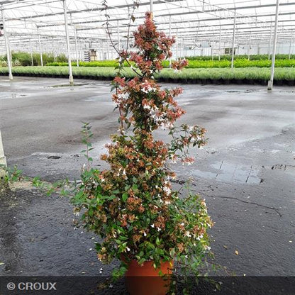 ABELIA x grandiflora 'Semperflorens'