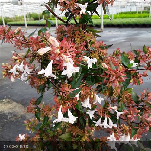 ABELIA x grandiflora 'Semperflorens'