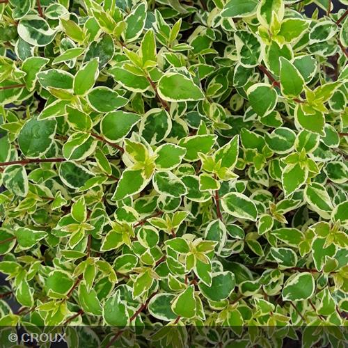 ABELIA x grandiflora 'Confetti®'
