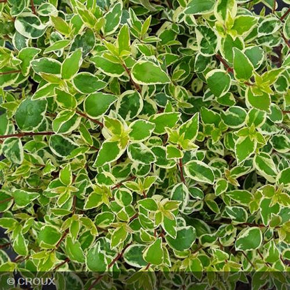 ABELIA x grandiflora 'Confetti®'