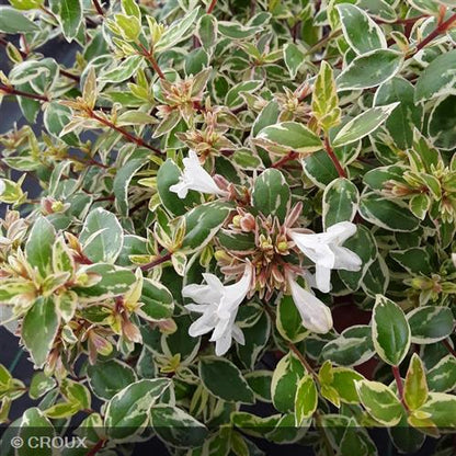 ABELIA x grandiflora 'Confetti®'