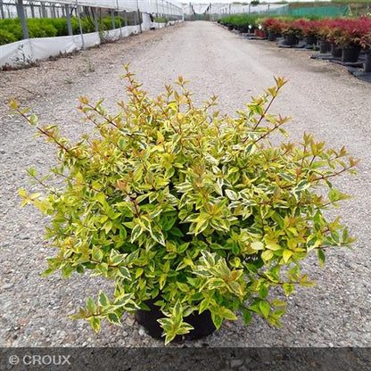 ABELIA x grandiflora 'Kaleidoscope®'