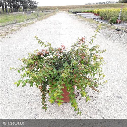 ABELIA x grandiflora 'Edward Goucher'