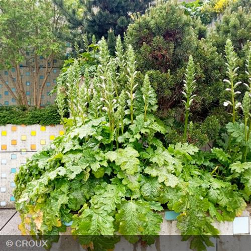 ACANTHUS mollis
