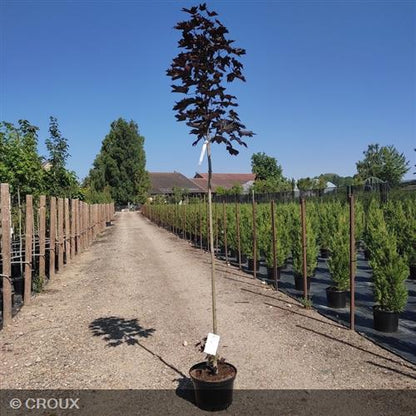 ACER platanoides 'Crimson King'