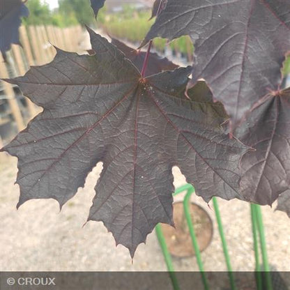 ACER platanoides 'Crimson King'