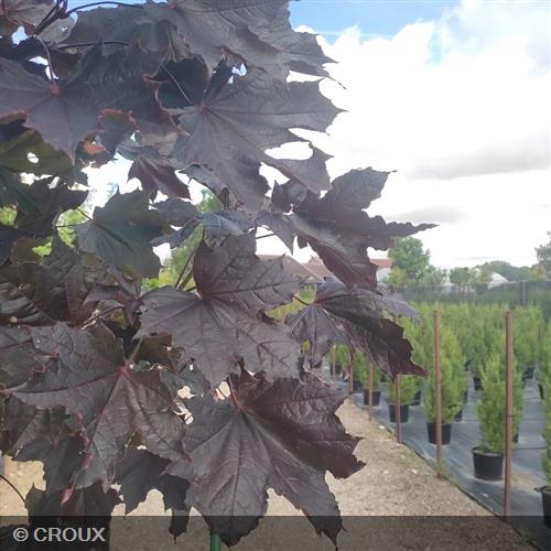 ACER platanoides 'Crimson King'