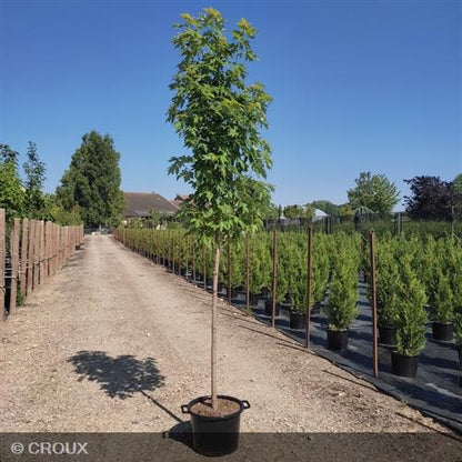 ACER rubrum 'October Glory'