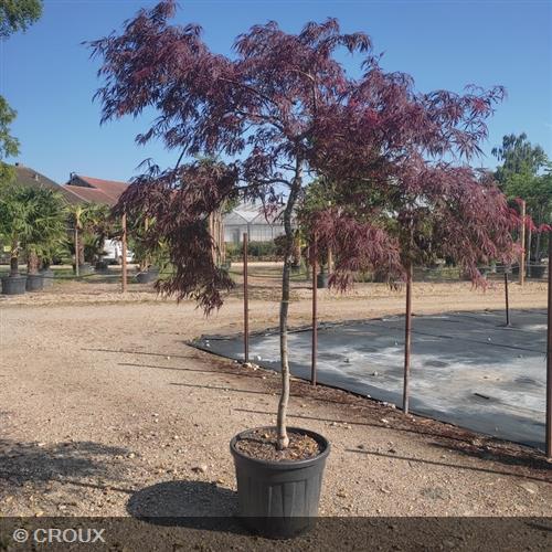 ACER palmatum dissectum 'Tamukeyama'