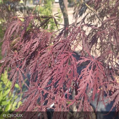 ACER palmatum dissectum 'Tamukeyama'
