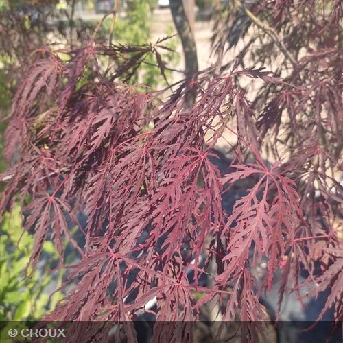 ACER palmatum dissectum 'Tamukeyama'