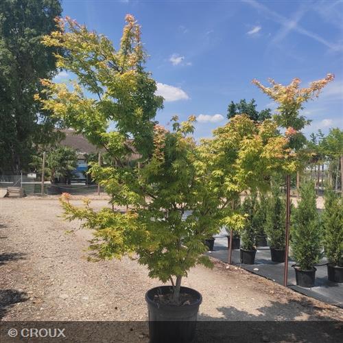 ACER palmatum 'Sangokaku'