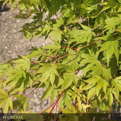 ACER palmatum 'Sangokaku'
