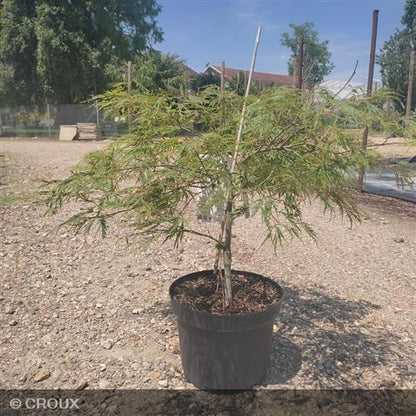 ACER palmatum 'Dissectum'