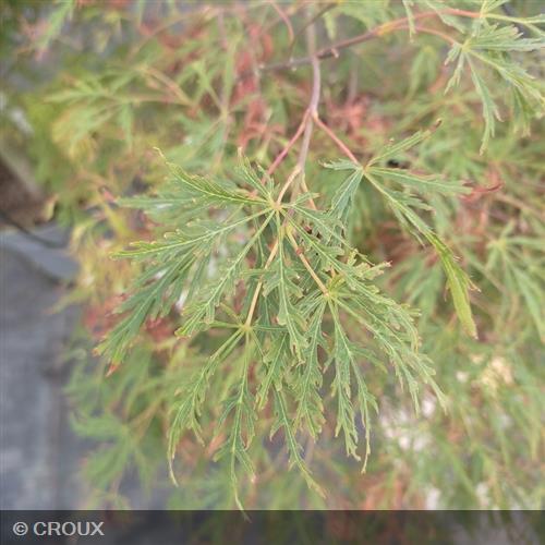 ACER palmatum 'Dissectum'