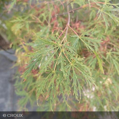 ACER palmatum 'Dissectum'