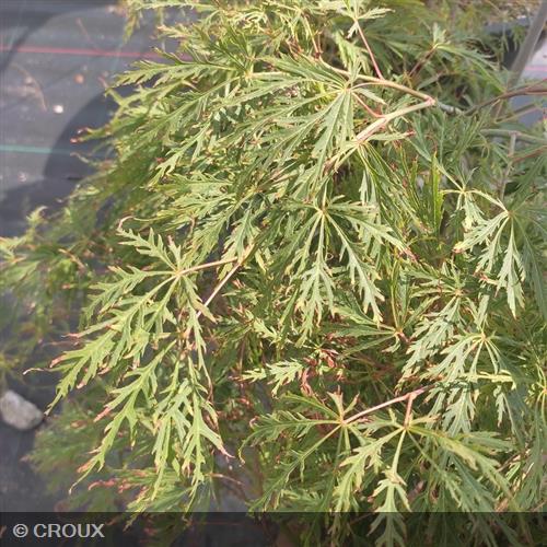 ACER palmatum 'Dissectum'