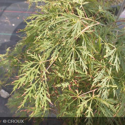 ACER palmatum 'Dissectum'