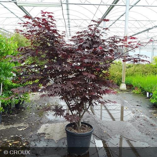 ACER palmatum 'Bloodgood'