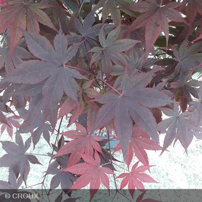 ACER palmatum 'Bloodgood'