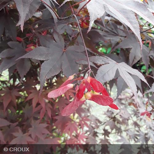 ACER palmatum 'Bloodgood'