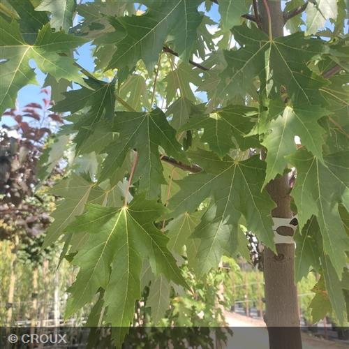 ACER x freemanii 'Autumn Blaze®'