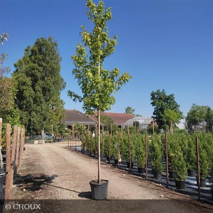 ACER x freemanii 'Autumn Blaze®'