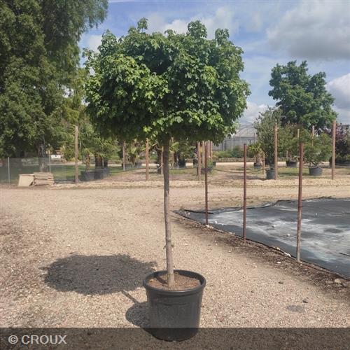 ACER campestre 'Nanum'