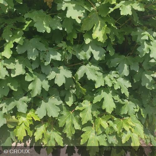 ACER campestre 'Nanum'