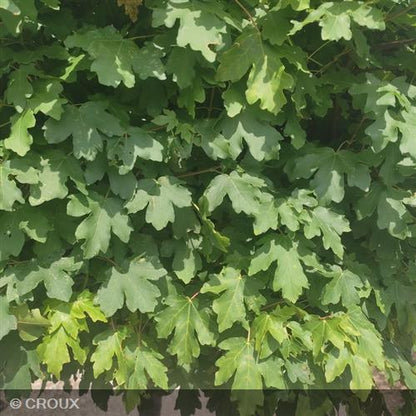 ACER campestre 'Nanum'