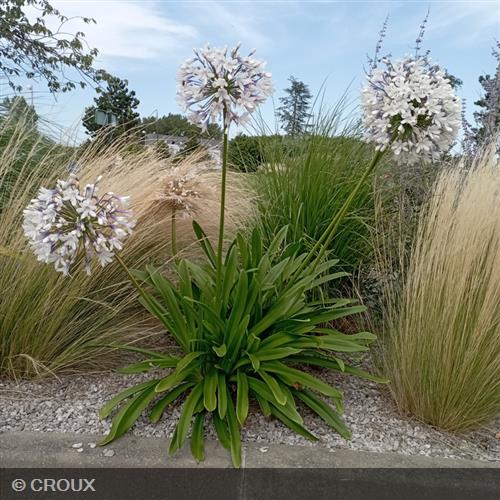 AGAPANTHUS x   'Fireworks®'