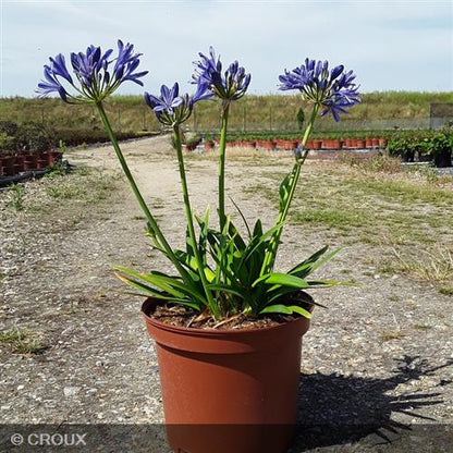 AGAPANTHUS  x 'Ever Sapphire®'