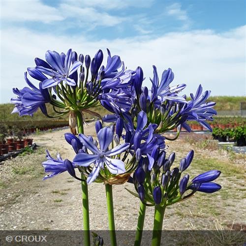 AGAPANTHUS  x 'Ever Sapphire®'