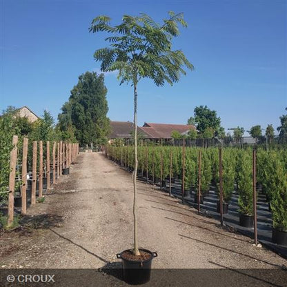 ALBIZIA julibrissin 'Ombrella®'