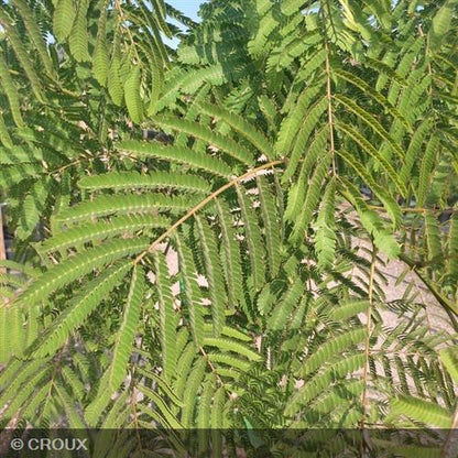 ALBIZIA julibrissin 'Ombrella®'