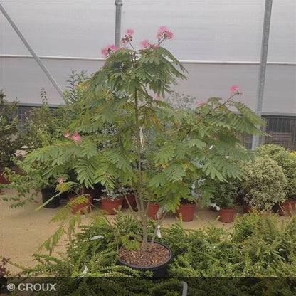 ALBIZIA julibrissin 'Ombrella®'