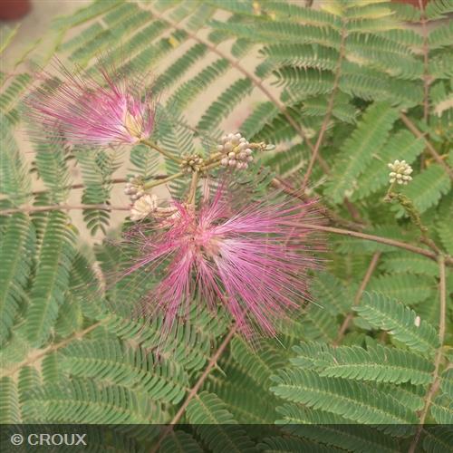 ALBIZIA julibrissin 'Ombrella®'